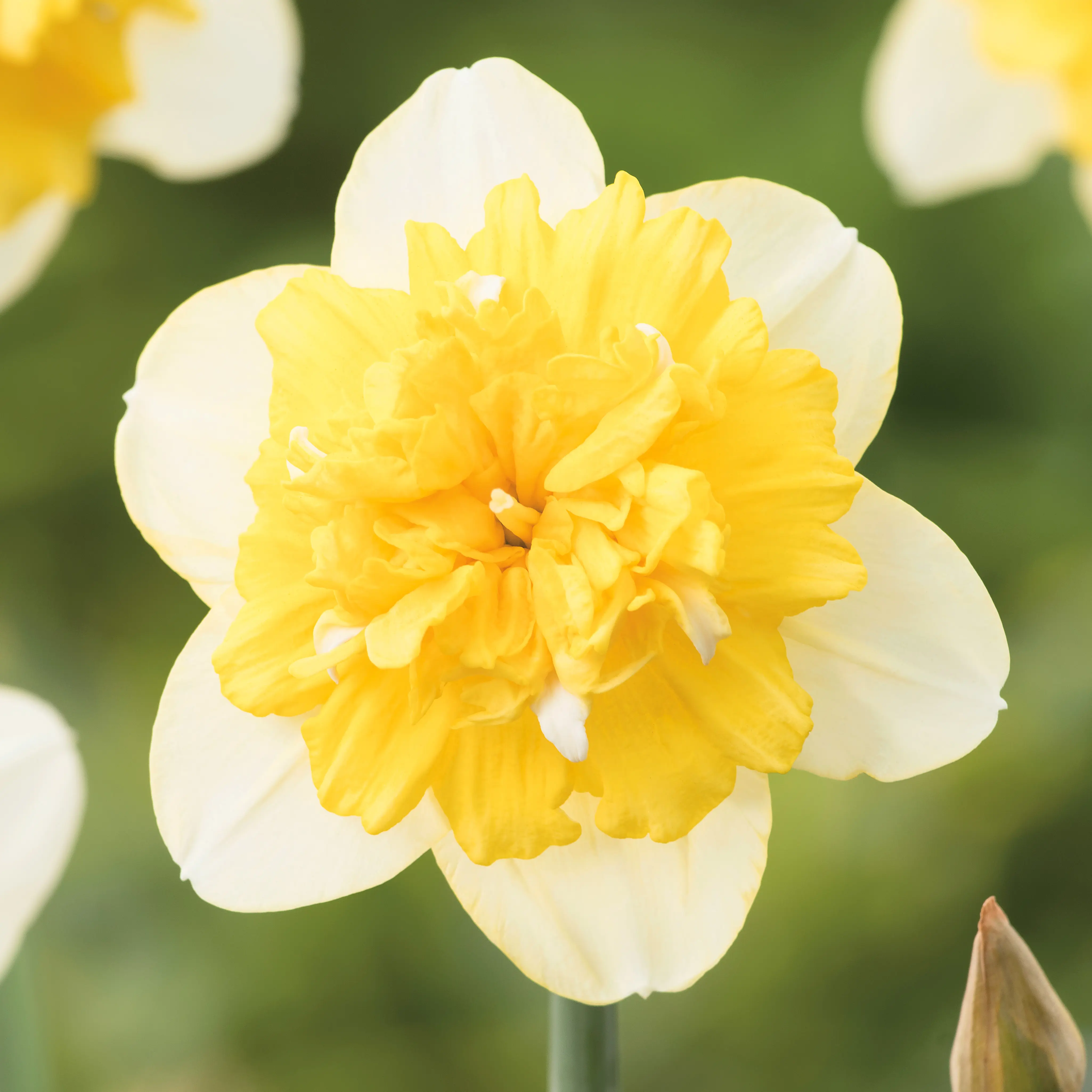 Daffodil Full House Daffodil Full House