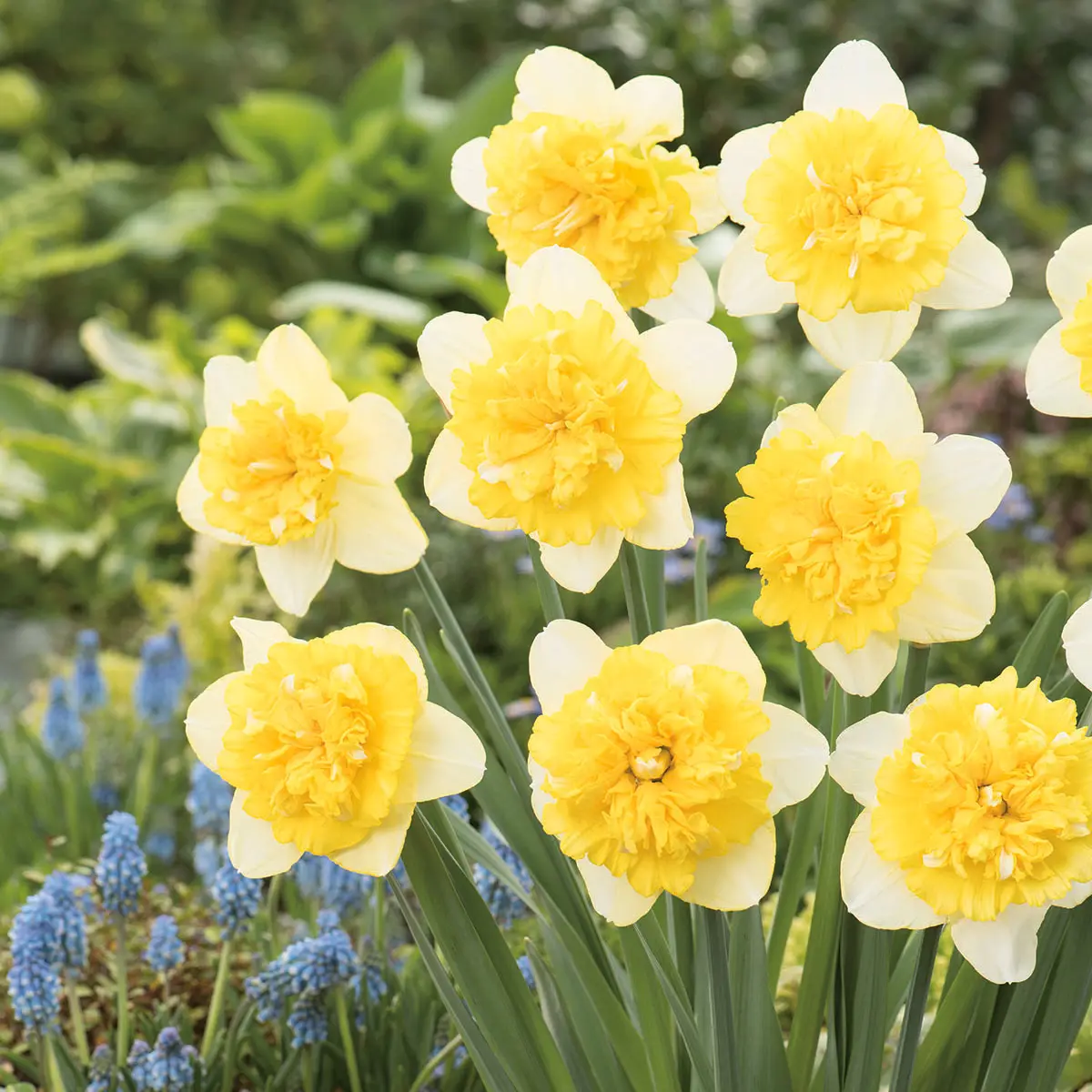 Daffodil Full House Daffodil Full House