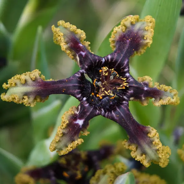 Ferraria Crispa Brown Form Ferraria Crispa Brown Form