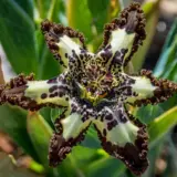 Ferraria Crispa Cream Form Pkferccf 2026 - Garden Express Australia