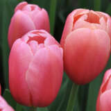Tulip Ace Pink