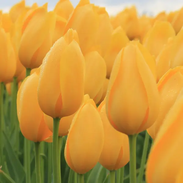 Tulip Big Smile Tulip Big Smile