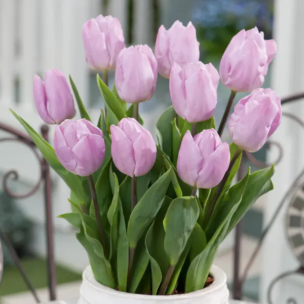 Tulip Candy Prince