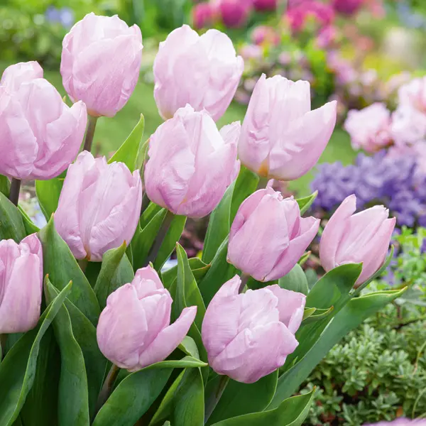 Tulip Candy Prince