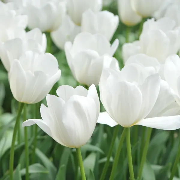 Tulip Clearwater Tulip Clearwater