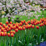 Tulip Denmark