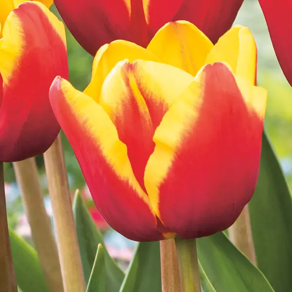 Tulip Denmark