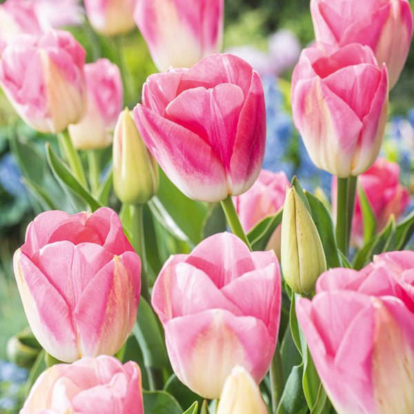 Tulip Dynasty Tulip Dynasty