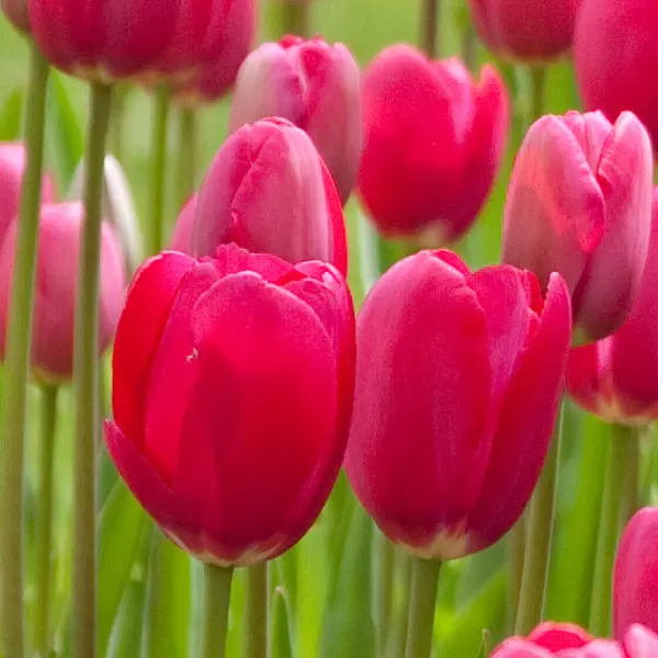 Tulip Grand Style Tulip Grand Style