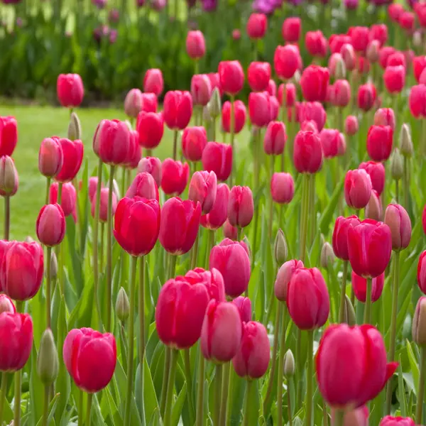 Tulip Grand Style Tulip Grand Style