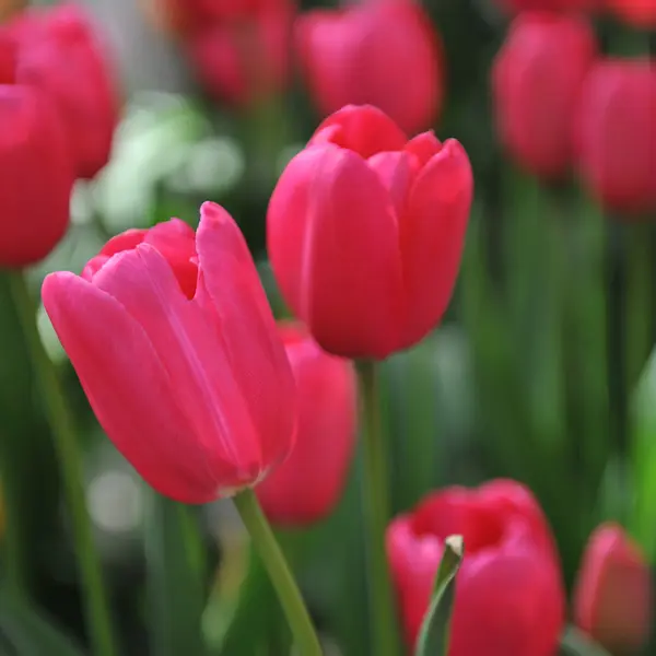 Tulip Grand Style Tulip Grand Style