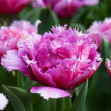 Tulip Mascotte Tulip Mascotte