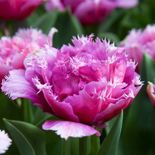 Tulip Mascotte Tulip Mascotte