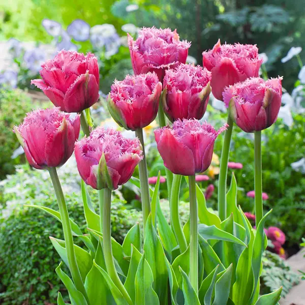 Tulip Mascotte Tulip Mascotte