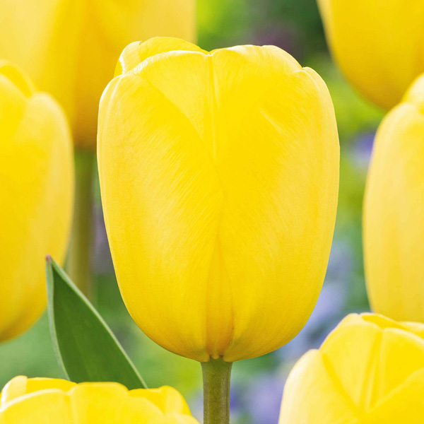 Tulip Novi Sun Tulip Novi Sun