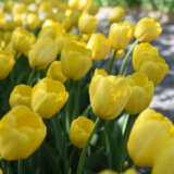 Tulip Novi Sun Tulip Novi Sun