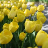 Tulip Novi Sun Tulip Novi Sun