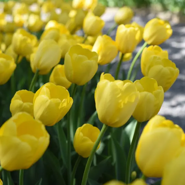 Tulip Novi Sun Tulip Novi Sun