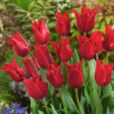 Tulip Pretty Woman Tulip Pretty Woman