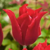 Tulip Pretty Woman Tulip Pretty Woman