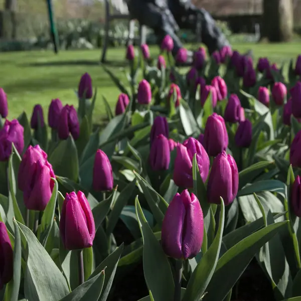 Tulip Purple Prince Tulip Purple Prince