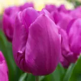 Tulip Purple Prince Tulip Purple Prince
