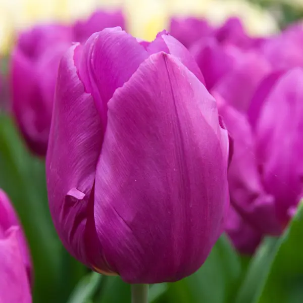 Tulip Purple Prince Tulip Purple Prince