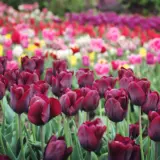 Tulip Ronaldo Tulip Ronaldo
