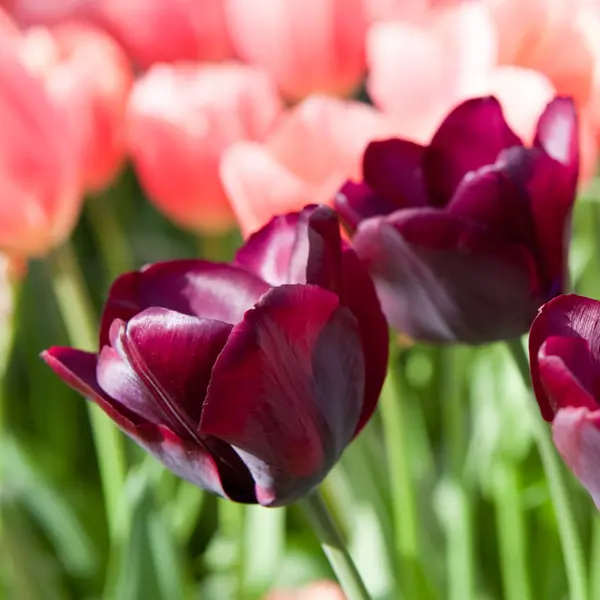 Tulip Ronaldo Tulip Ronaldo