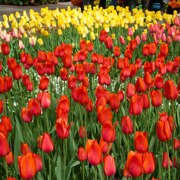 Tulip Temple Favourite