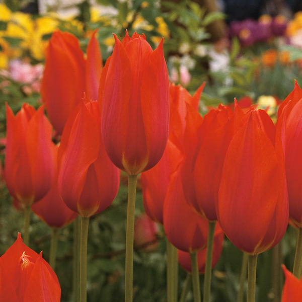 Tulip Temple Favourite Tulip Temple Favourite