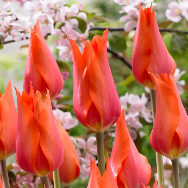 Tulip Temple Favourite