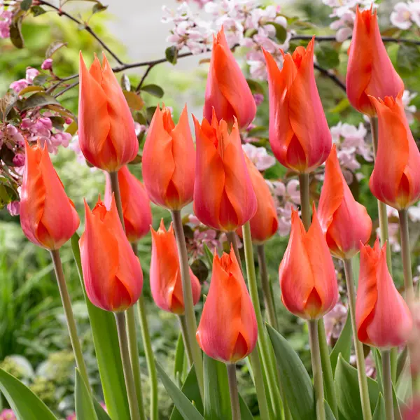 Tulip Temple Favourite