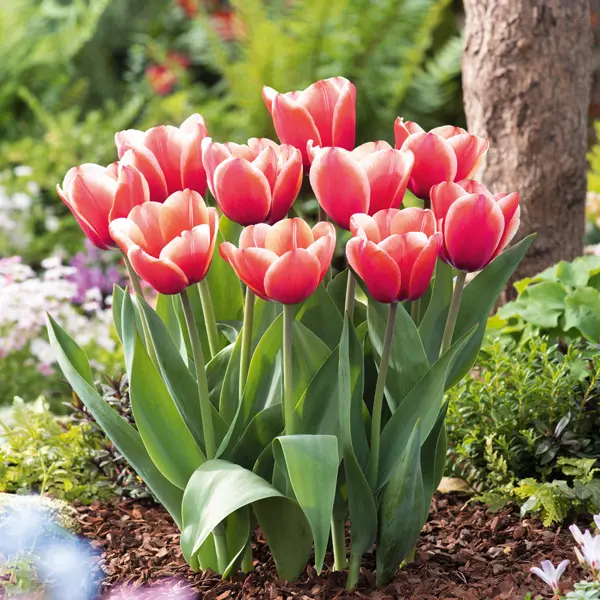 Tulip Timeless Tulip Timeless