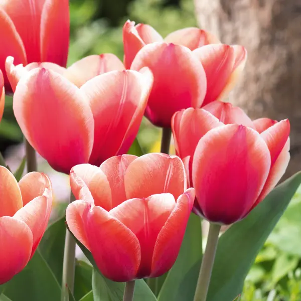 Tulip Timeless Tulip Timeless