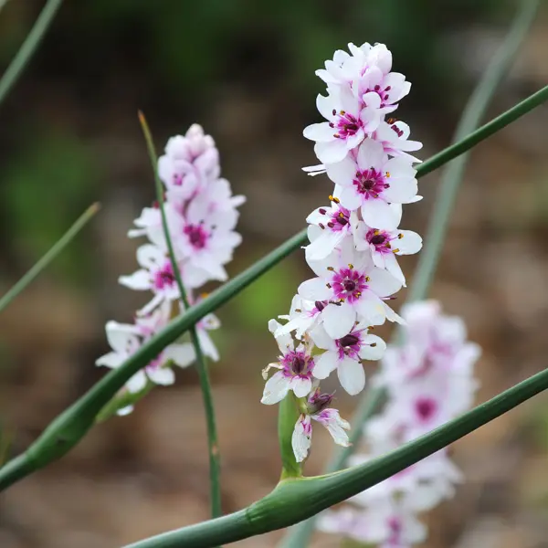 Wurmbea Stricta Wurmbea Stricta