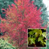 Acer Trident Maple Pplacetma - Garden Express Australia