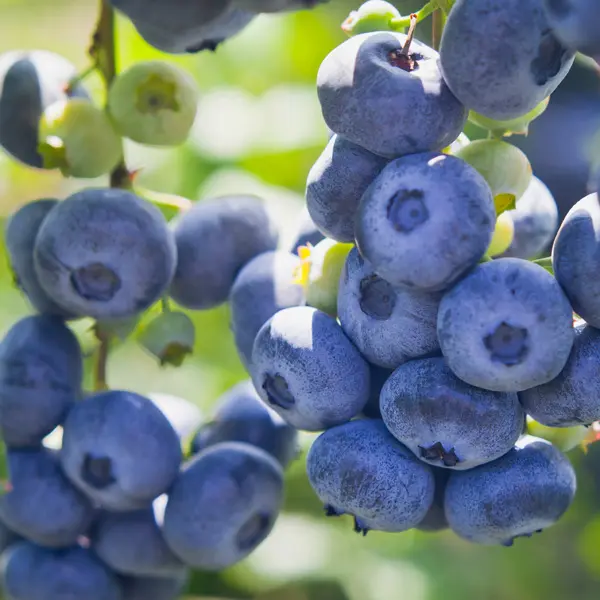 Blueberry Brightwell Blueberry Brightwell