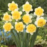 Daffodil Full House Daffodil Full House