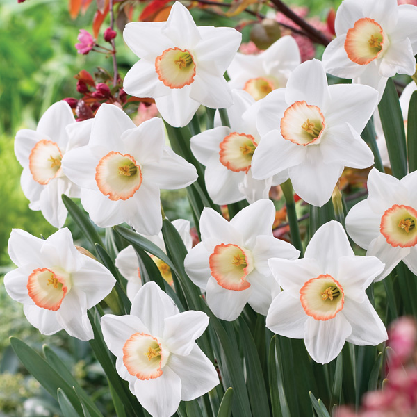 Daffodil High Society Daffodil High Society