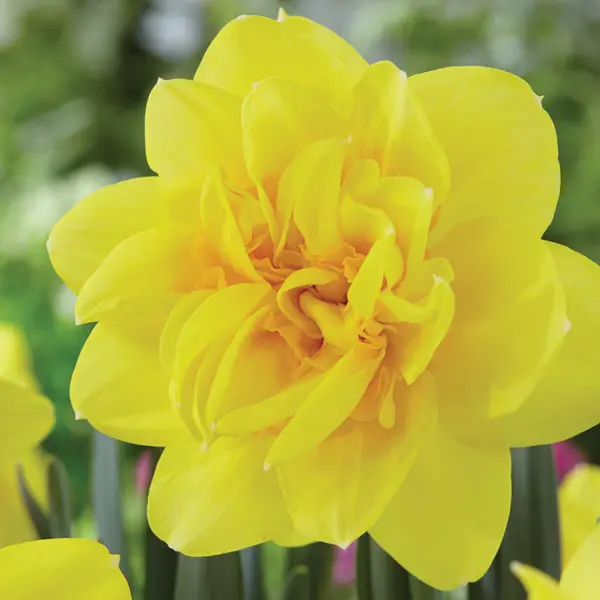 Daffodil Holland Chase Daffodil Holland Chase