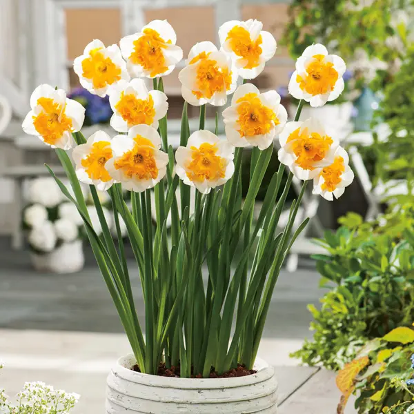 Daffodil Love Call