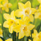 Daffodil Pipit Daffodil Pipit