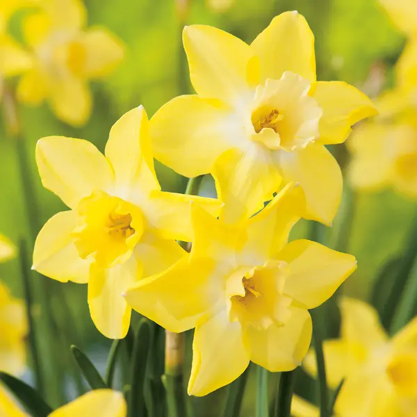 Daffodil Pipit Daffodil Pipit