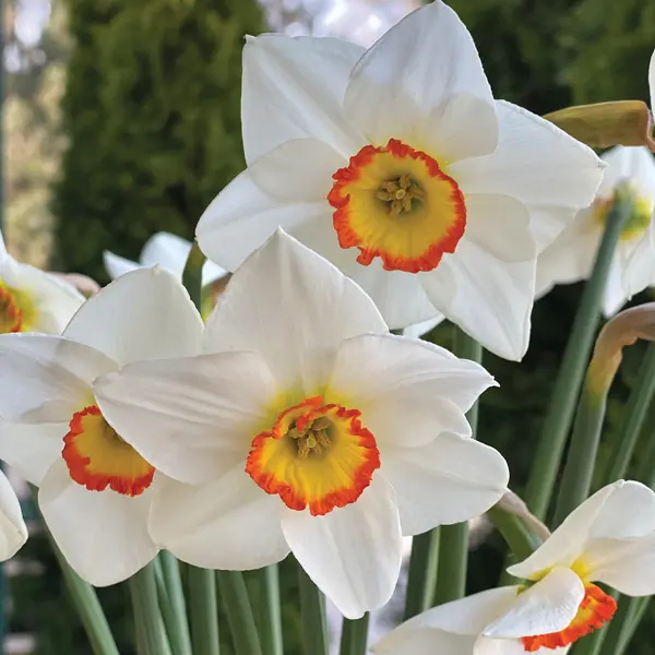 Daffodil Poetry In Motion Daffodil Poetry In Motion