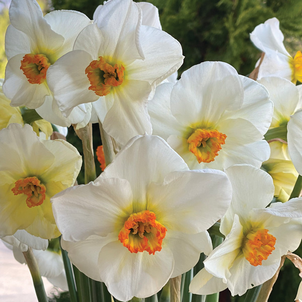 Daffodil Sea Green Daffodil Sea Green