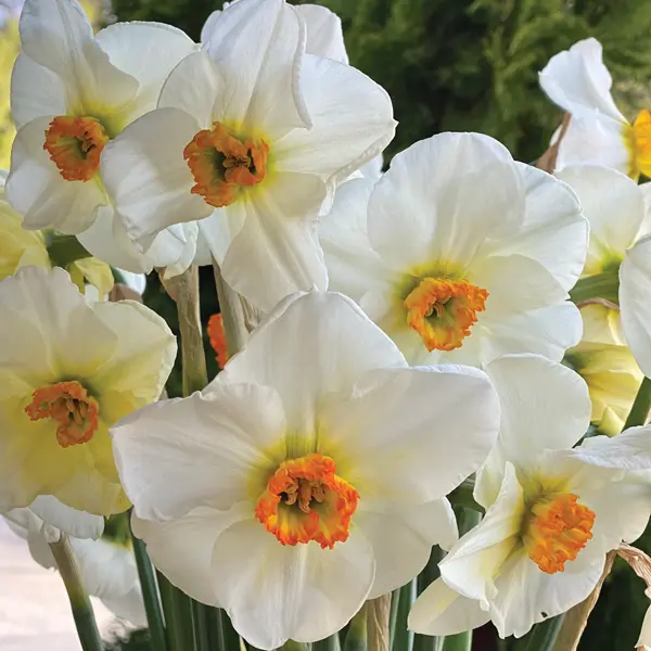 Daffodil Sea Green Daffodil Sea Green