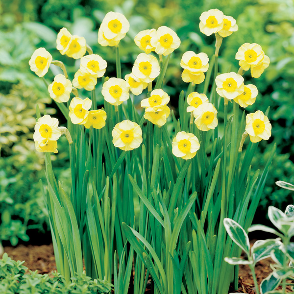 Daffodil Sun Disc Daffodil Sun Disc