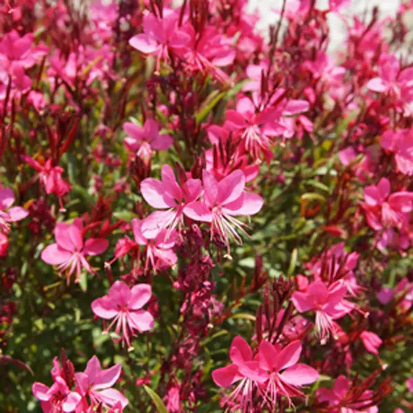 Gaura Dark Pink Gaura Dark Pink