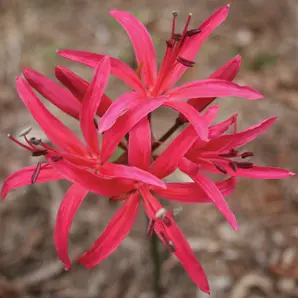 Nerine Coral Queen Nerine Coral Queen